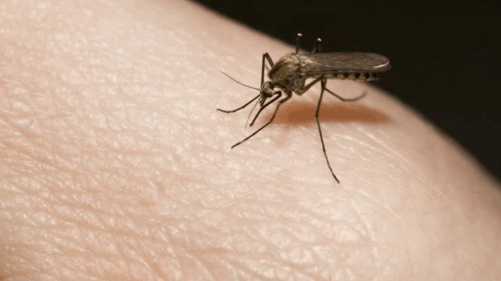 Advierte Salud que el dengue tiene una patología más virulenta que en años anteriores Advierte Salud que el dengue tiene una patología más virulenta que en años anteriores