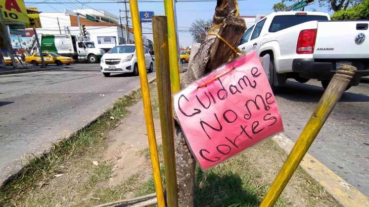 Con letreros piden no cortar árboles en crecimiento en calle de Quintín Arauz Con letreros piden no cortar árboles en crecimiento en calle de Quintín Arauz