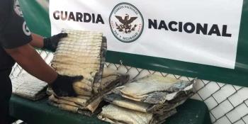 Asegura GN pieles de cocodrilo en SLP... provenían de Tabasco