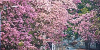 Maculises inundan de color rosa las calles de Villahermosa