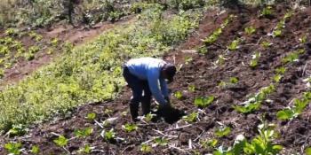 Denuncian que cultivadores de Sembrando Vida no cuentan con cubrebocas