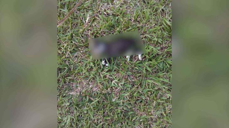 Reportan que perros han matado a 30 gatos en el Tomás Garrido Reportan que perros han matado a 30 gatos en el Tomás Garrido