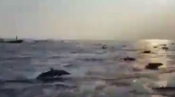 Cientos de delfines se dejan ver en costas de Oaxaca... ante ausencia de embarcaciones
