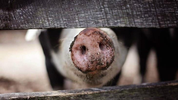 Confirma Alemania primer caso de peste porcina Confirma Alemania primer caso de peste porcina