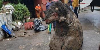Localizan "rata gigante" en drenaje de la Ciudad de México; se trata de una botarga abandonada.