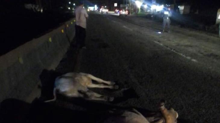 Se impacta auto contra 2 semovientes en la Villahermosa-Frontera Se impacta auto contra 2 semovientes en la Villahermosa-Frontera