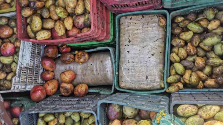 Detienen a 2 hombres que transportaban 430 kgs de marihuana en camioneta cargada con mangos en el EdoMx Detienen a 2 hombres que transportaban 430 kgs de marihuana en camioneta cargada con mangos en el EdoMx