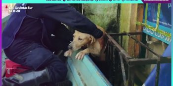 Rescata Marina a perro abandonado en medio de las inundaciones en Gaviotas Sur