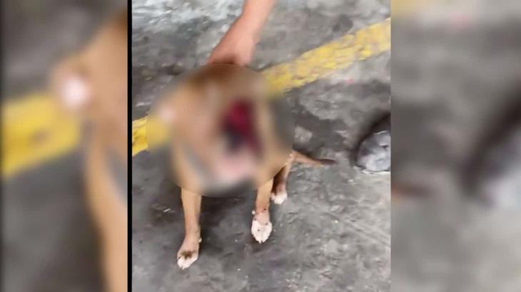 Agreden a canino en la colonia Pino Suárez; con un cuchillo le sacaron un ojo Agreden a canino en la colonia Pino Suárez; con un cuchillo le sacaron un ojo
