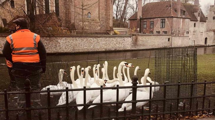Confinan a 120 cisnes de canales de Brujas, Bélgica, para protegerlos de la gripe aviar Confinan a 120 cisnes de canales de Brujas, Bélgica, para protegerlos de la gripe aviar