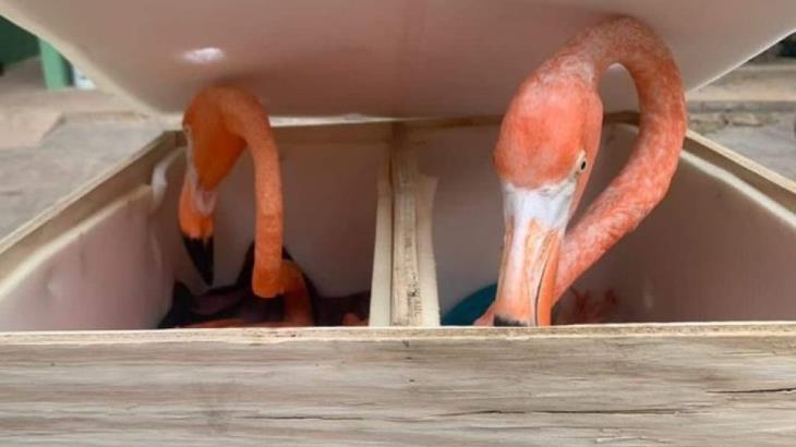 Encuentran flamencos en cajas de paquetería... en Mérida Encuentran flamencos en cajas de paquetería... en Mérida