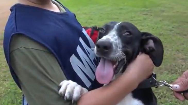Integra SEMAR a sus filas a un segundo canino rescatado de las inundaciones de Tabasco; estaba atrapado en una alcantarilla Integra SEMAR a sus filas a un segundo canino rescatado de las inundaciones de Tabasco; estaba atrapado en una alcantarilla