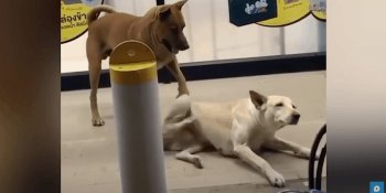 En Tailandia, perro causa conmoción al rascar el lomo de su amigo