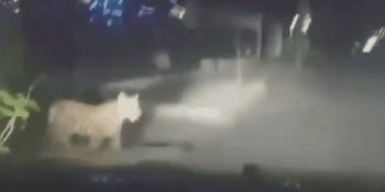 En Ciudad Juárez, aparece un tigre de bengala paseando por las calles