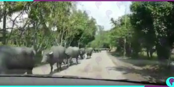 Causa asombro manada de búfalos de agua movilizándose sobre carretera rural de Huimanguillo