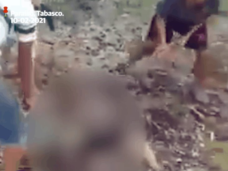 Matan menores en Paraíso a oso hormiguero; provoca indignación en redes Matan menores en Paraíso a oso hormiguero; provoca indignación en redes