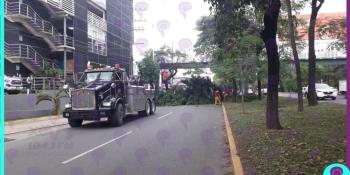 Choca tráiler con árbol y parada del transporte público en Ruiz Cortines  