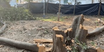 Revisará Ayuntamiento de Centro si empresa que derribó árboles en Infonavit, Atasta tenían permiso 