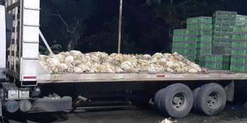 Recupera FGE en Cárdenas, cargamento de 2 mil 500 aves de corral reportadas como robadas