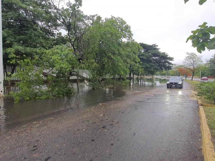 Lluvias provocan caída de un árbol en la avenida Bicentenario Lluvias provocan caída de un árbol en la avenida Bicentenario