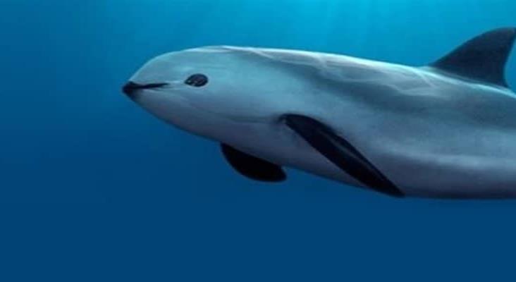 Vaquitas marinas podrían sobrevivir si cesa la pesca ilegal: estudio; solo quedan 10 ejemplares Vaquitas marinas podrían sobrevivir si cesa la pesca ilegal: estudio; solo quedan 10 ejemplares