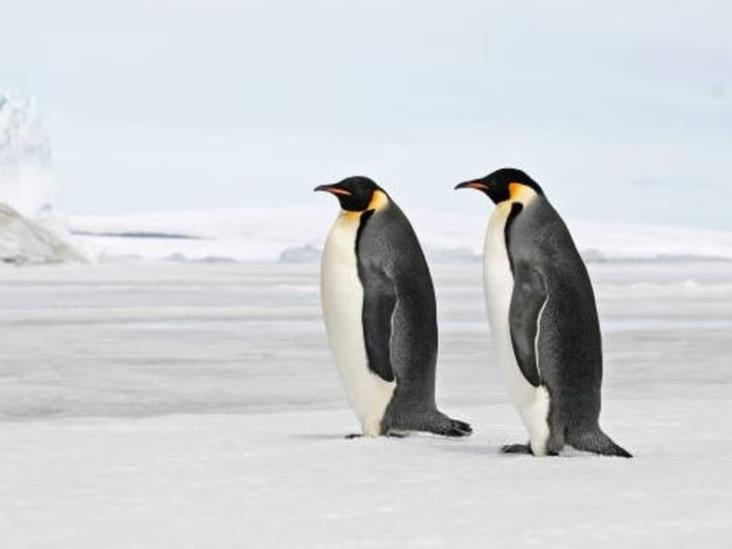 Alerta científica argentina sobre extinción del pingüino emperador, por cambio climático Alerta científica argentina sobre extinción del pingüino emperador, por cambio climático