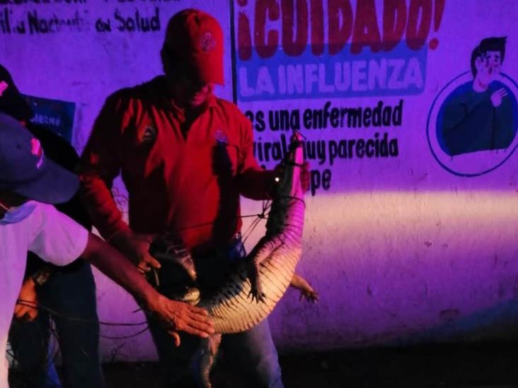 Capturan a cocodrilo que merodeaba frente al Hospital Comunitario de Tacotalpa Capturan a cocodrilo que merodeaba frente al Hospital Comunitario de Tacotalpa