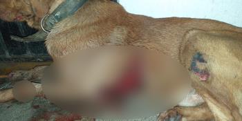 Denuncian nuevo caso de presunto maltrato animal en Centro